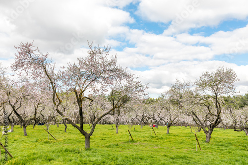 Almond trees in bloom in the public park of Quinta de los Molinos in Madrid
