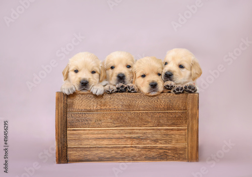 4 little puppies sitting in the wood box 