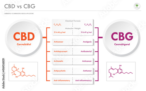 CBD vs CBG, Cannabidiol vs Cannabigerol horizontal business infographic illustration about cannabis as herbal alternative medicine and chemical therapy, healthcare and medical vector.
