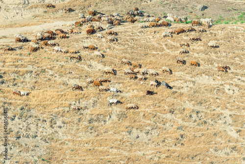Herd of sheep and goats grazing in a dry yellow field on a farm in summer