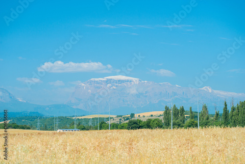 Yellow flower meadow with snow covered mountains  beautiful lsndscape photo