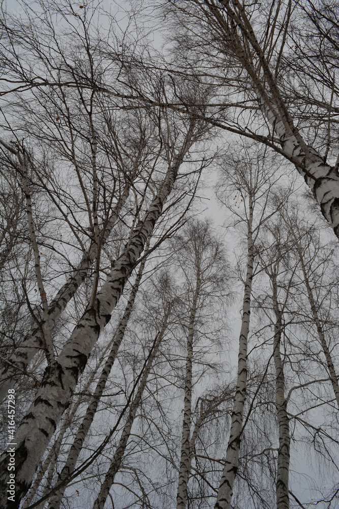Birch trees in winter overcast day. View from below on tall woods Birch trees in winter overcast day. View from below on tall woods