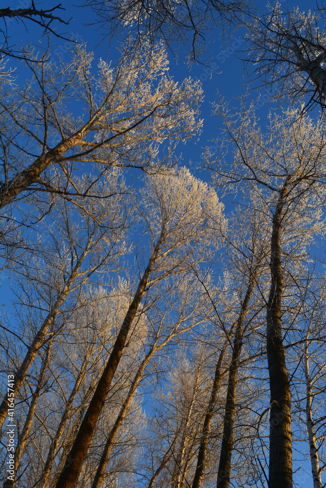 Winter tale. Tall poplar trees covered by hoarfrost against blue sky on sunset Winter tale. Tall poplar trees covered by hoarfrost against blue sky on sunset