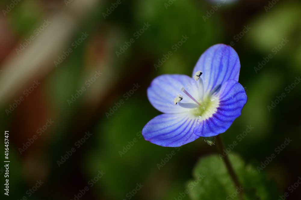 Veronica persica, a tiny blue flower in winter and spring time. Veronica persica, a tiny blue flower in winter and spring time.