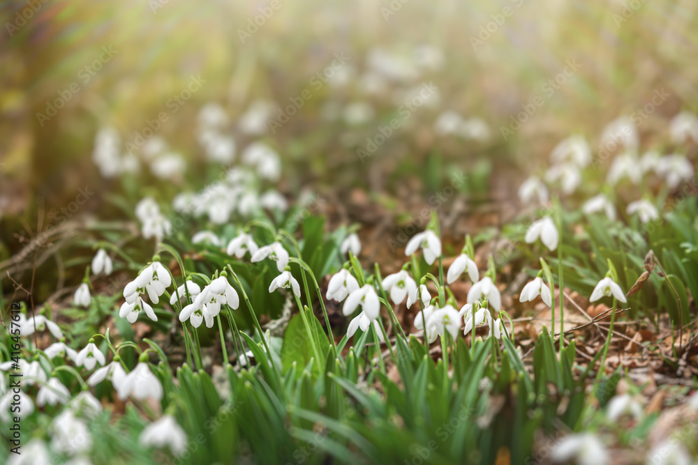 Fototapeta premium Snowdrops Galanthus nivalis in the forest close-up. Macro photography of snowdrops among fallen leaves in spring. Tender first flowers in bright sunlight. The concept of spring. Soft selective focus.
