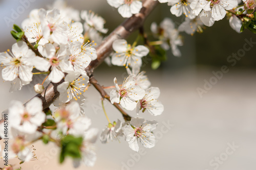 Almond flower close-up in soft focus. Spring atmospheric background of branches of a flowering almond tree. Light pastel background. The concept of awakening nature, tenderness, romance. Spring design