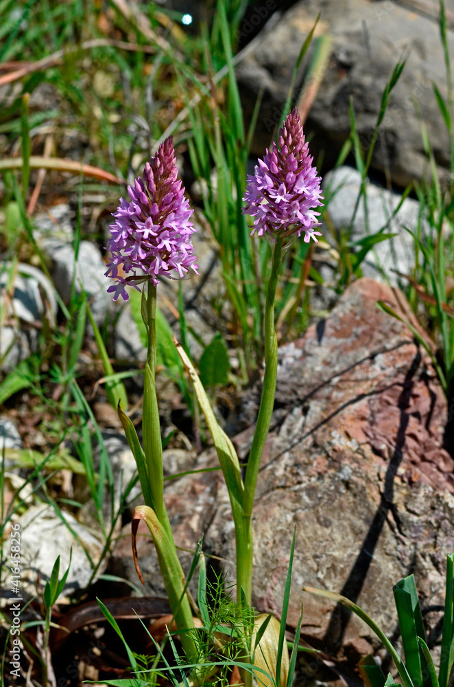 Obraz premium Close up of Anacamptis pyramidalis, Pyramidal orchid