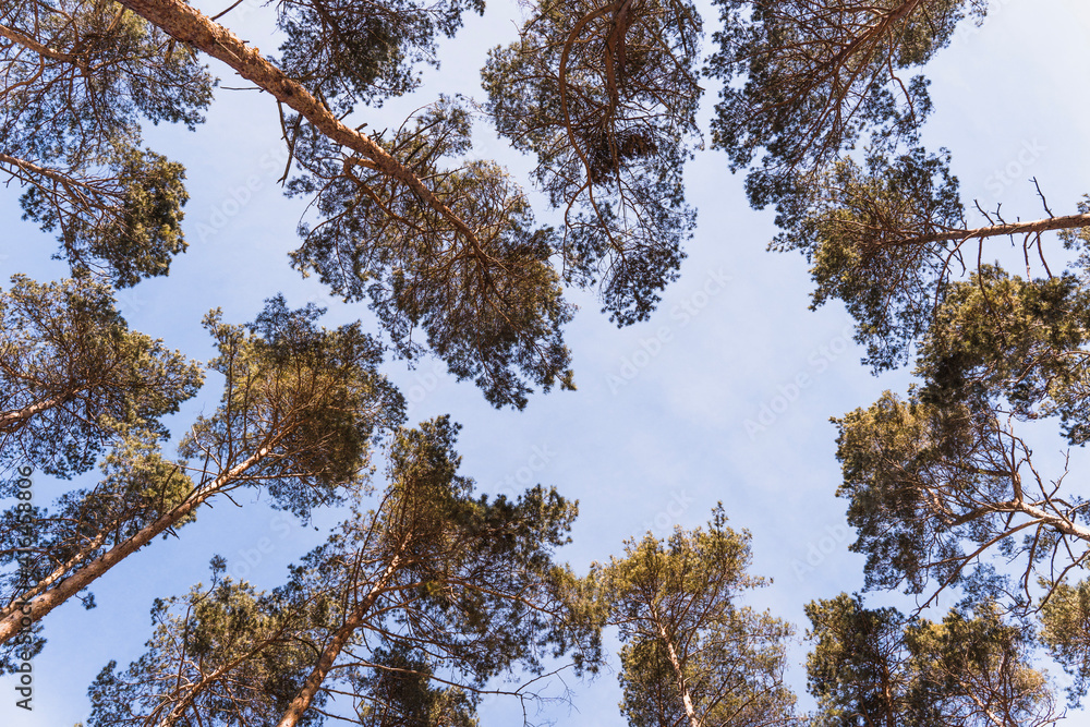 Obraz premium Pine tree crowns combined with blue sky.
