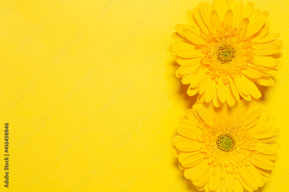 Fototapeta premium 黄色いガーベラの花 黄色背景