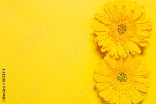 黄色いガーベラの花　黄色背景