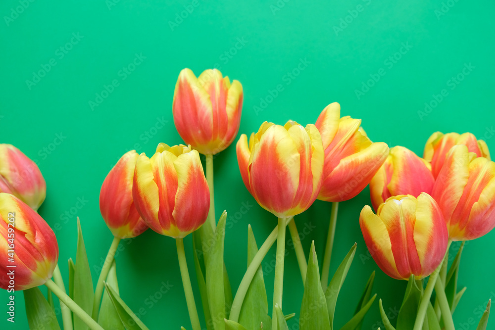 Fresh yellow-red tulips on a dark green background. Holiday concept