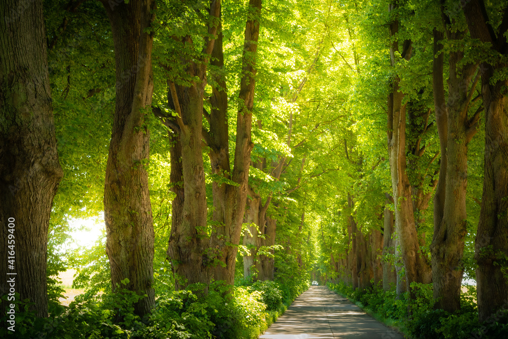 Fototapeta premium Allee Straße auf Insel Usedom - Lindenallee im Sommer