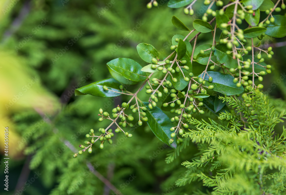 Naklejka premium different green plants, close up, background or texture
