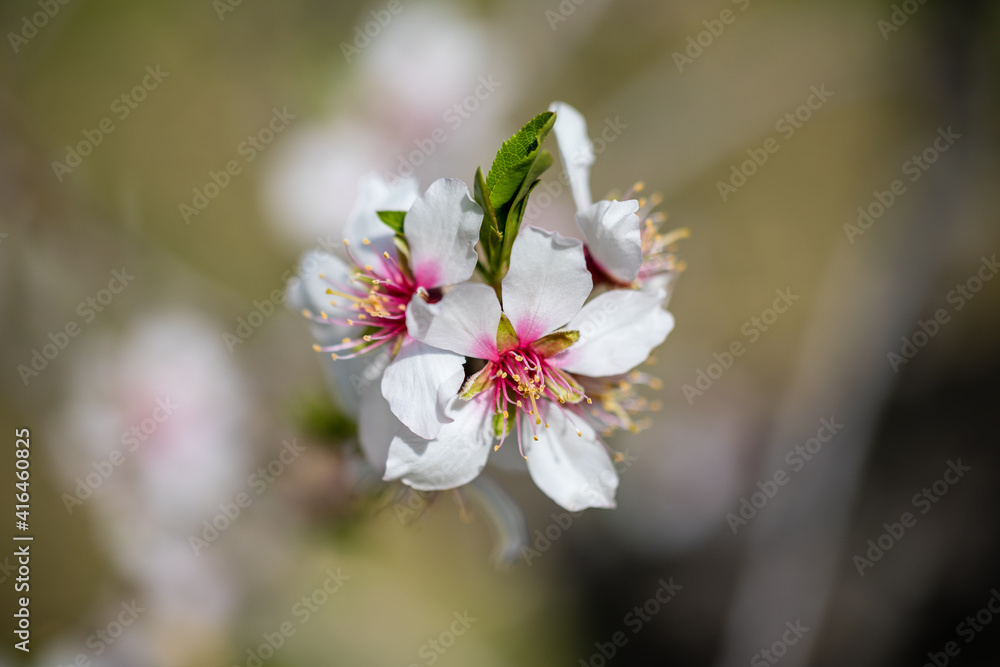 almond blossom in a park in Madrid almond blossom in a park in Madrid