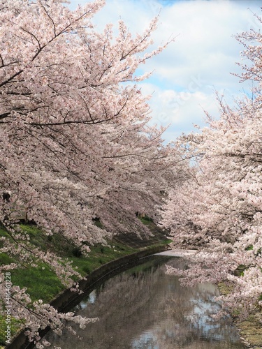川辺に咲く満開の桜の花（奈良県奈良市佐保川）