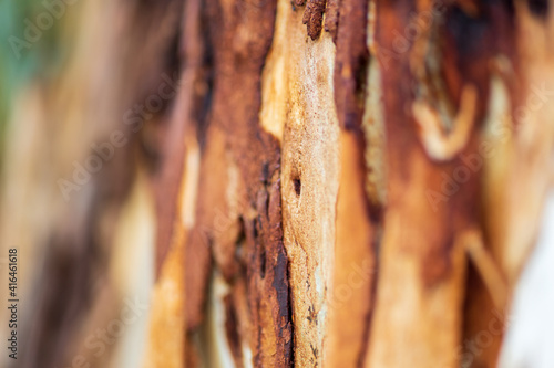 close up of eucalyptus tree bark. texture