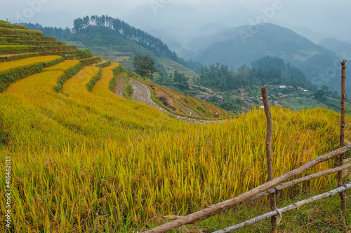 rice terraces in northern vietnam, with a yellow hue just before being harvested.