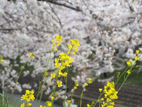 黄色い菜の花と桜の花の背景