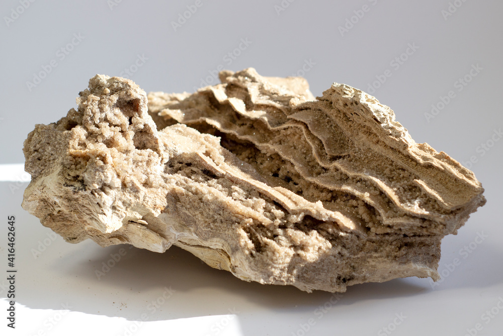 Fototapeta premium Ancient old petrified wood, excavation, minerals, on grey background close up