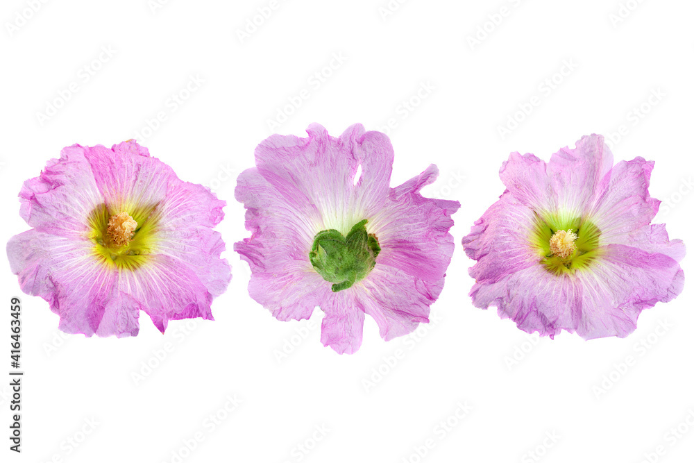 Mallow flower head on white Mallow flower head on white