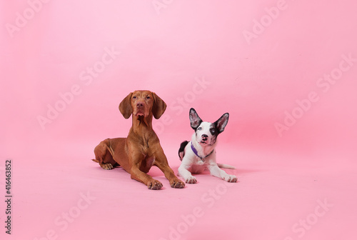 Photography dogs vizsla and border collie