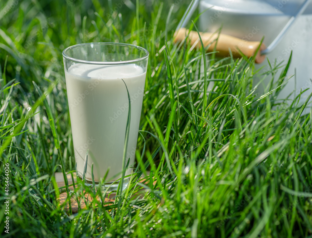 Glass of fresh milk and milk can in the green grass at sunny summer day. Glass of fresh milk and milk can in the green grass at sunny summer day.