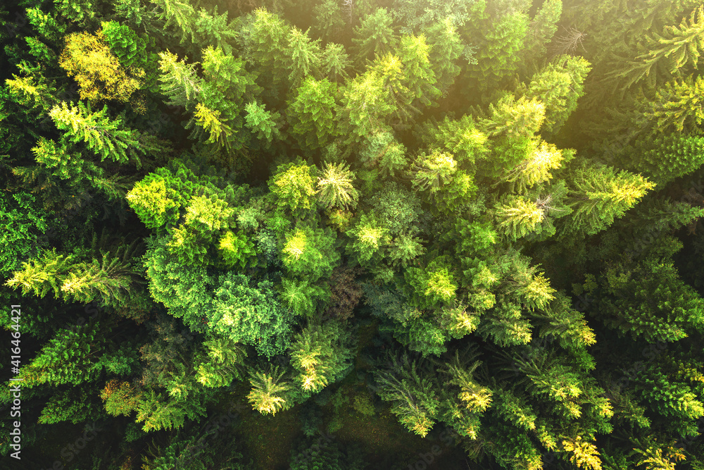 Top down aerial view of bright green spruce and yellow autumn trees in fall forest.