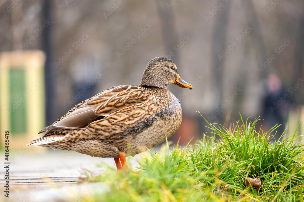 One gray wild duck walking in summer park. One gray wild duck walking in summer park.
