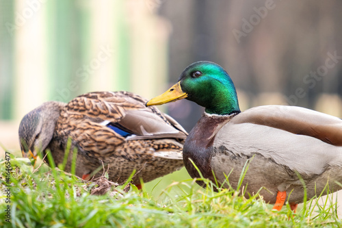 Two wild ducks walking in summer park.