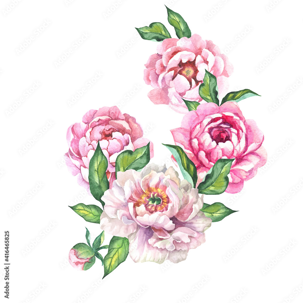 pink peonies illustration