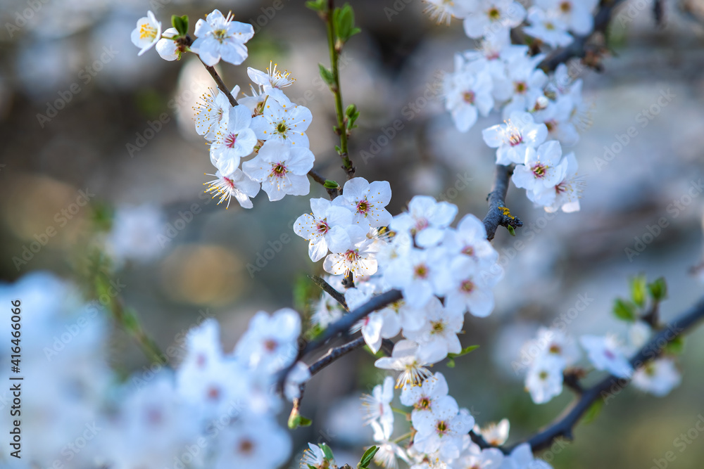 Fruit tree twigs with blooming white and pink petal flowers in spring garden. Fruit tree twigs with blooming white and pink petal flowers in spring garden.