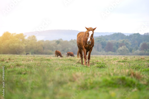 Beautiful chestnut horse grazing in green grassland summer field.