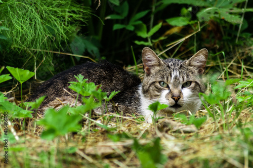 Wallpaper Mural portrait of a young cat among the grass Torontodigital.ca