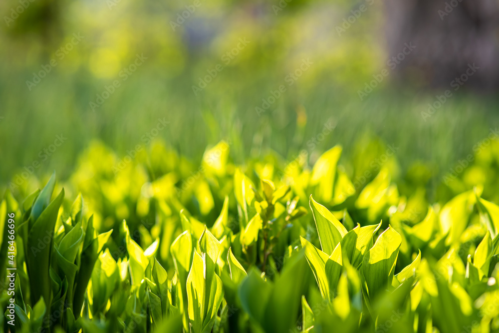 Closeup of green grass stems on summer lawn.