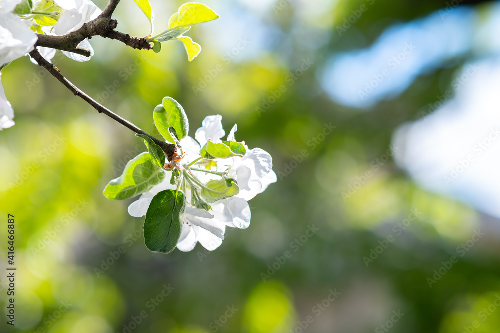 Fruit tree twigs with blooming white and pink petal flowers in spring garden. Fruit tree twigs with blooming white and pink petal flowers in spring garden.