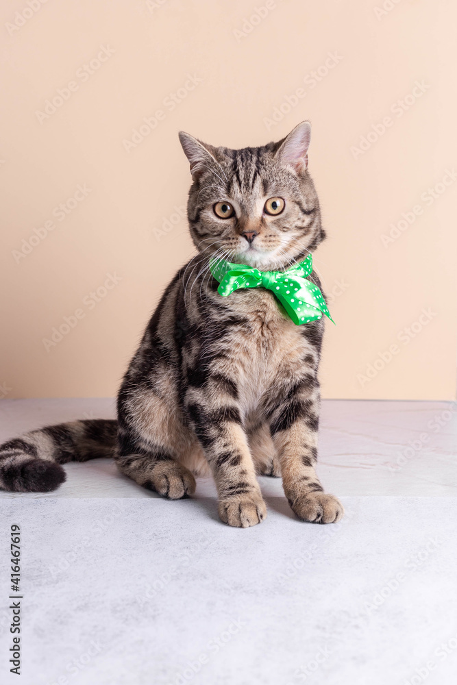 A small dark marble British kitten in a green bow