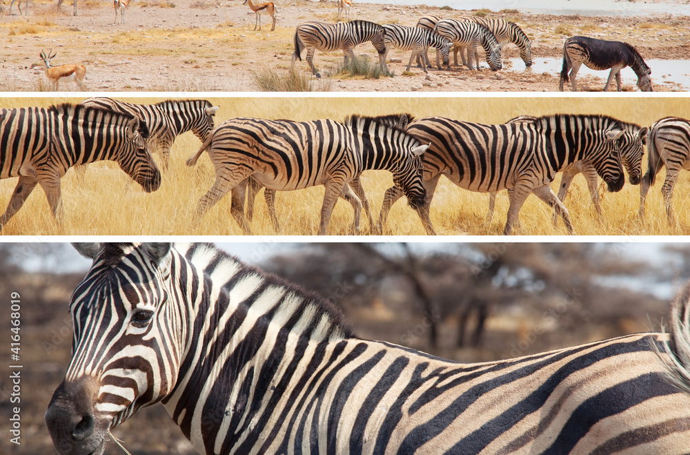 Fototapeta premium Zebra collage