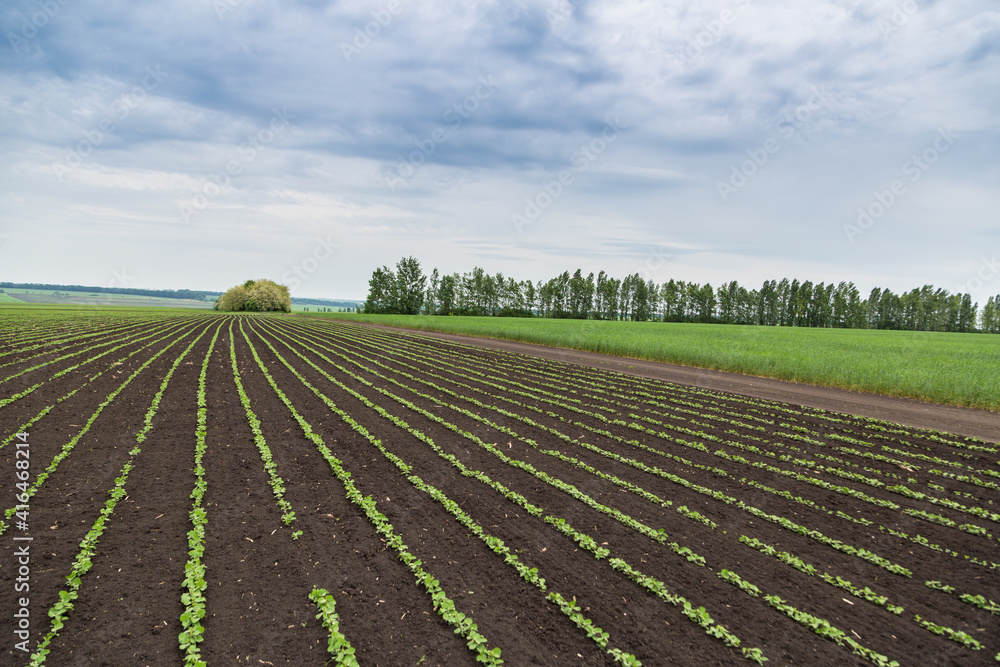 Fresh green soy plants on the field in spring. Rows of young soybean plants 