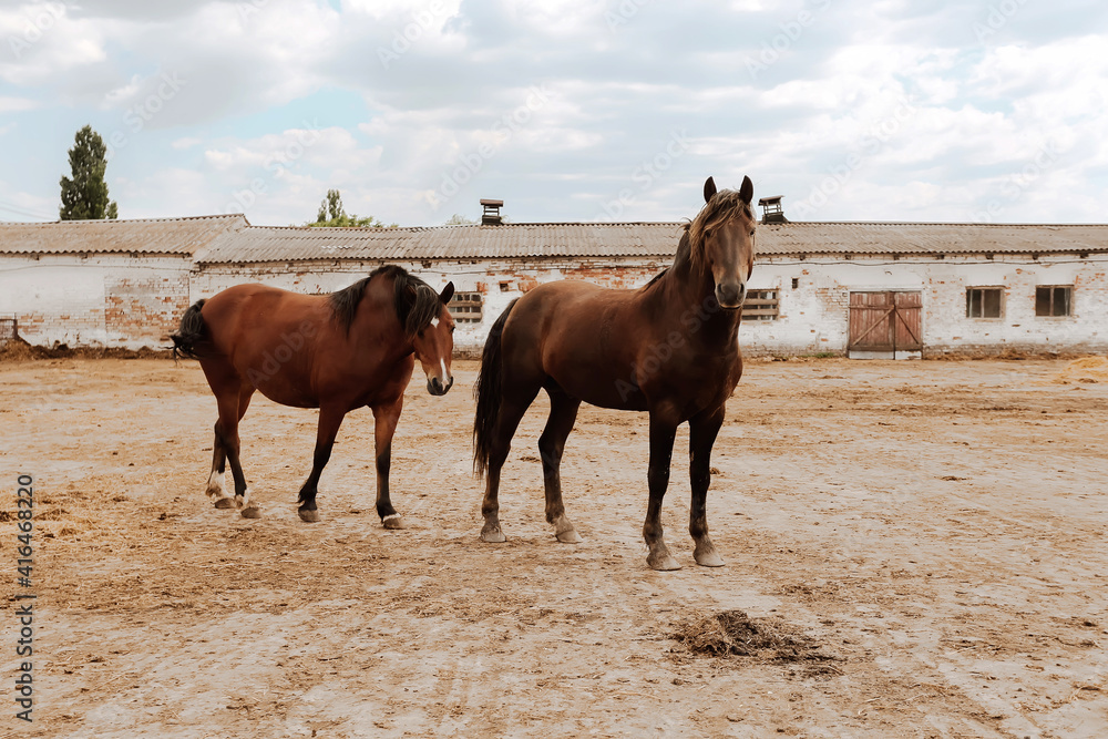 Two brown horses hipsters stand at farm rural background and looking at camera, domestic animals Two brown horses hipsters stand at farm rural background and looking at camera, domestic animals