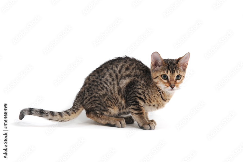 A purebred smooth-haired cat sits on a white background