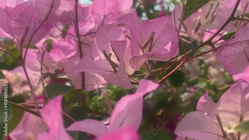 Pink tropical flowers flower Close up pollen use for flower background Technique camera move pan left to right.