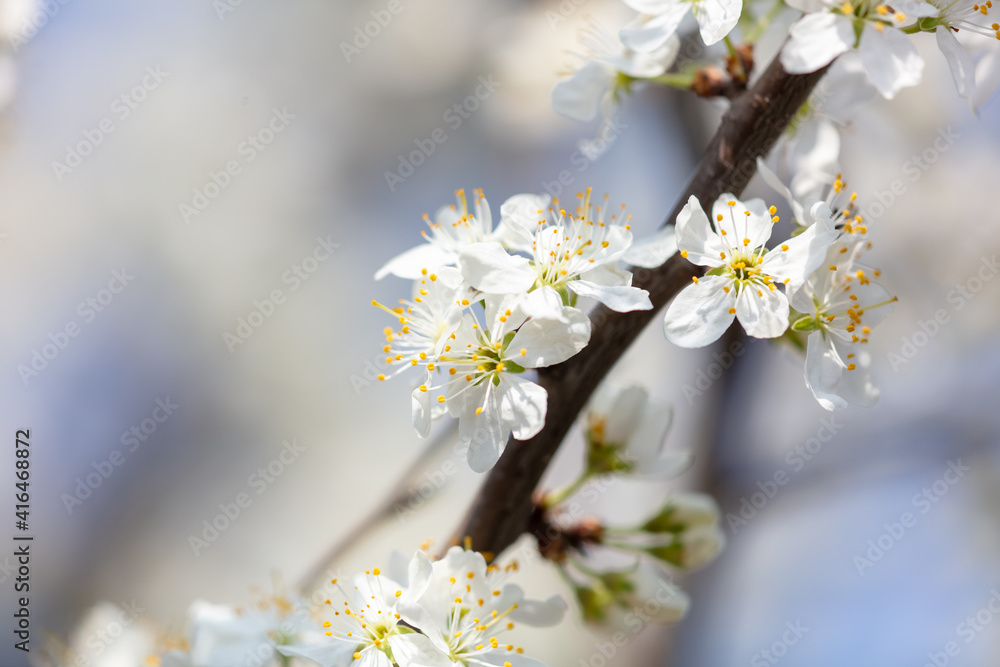 Close up of white flowers on cherry