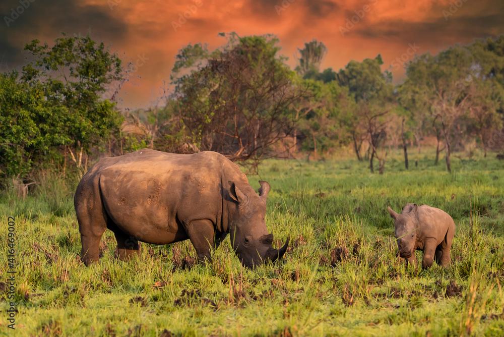 White rhinoceros (Ceratotherium simum) with calf in natural habitat, South Africa