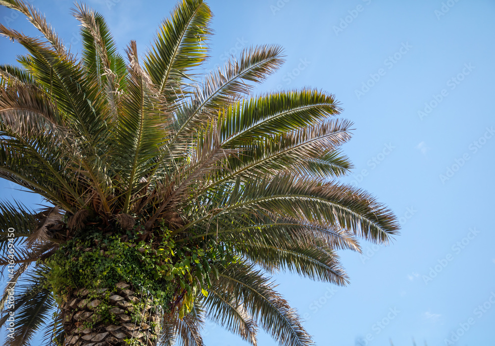 Palm leaves against the sky.