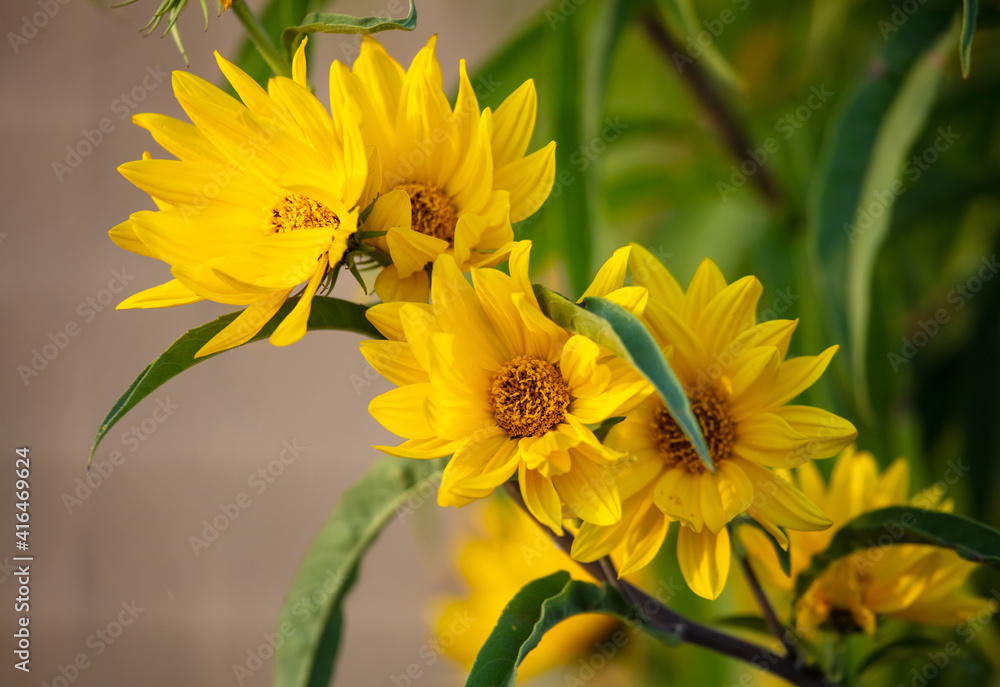 Fototapeta premium Beautiful yellow flowers in the garden. Nature