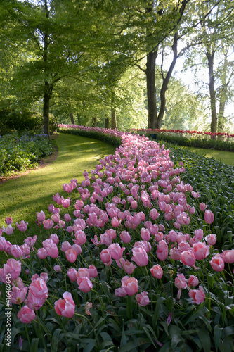 Long row of pink tulips