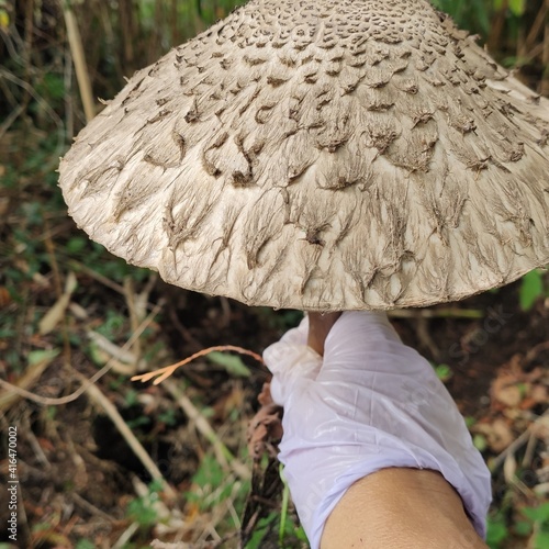 CHAMPIGNON