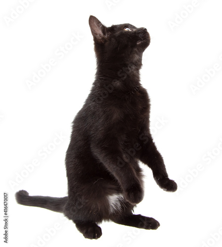 Black cat stands on two legs
