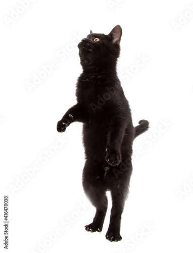 Black cat stands on two legs