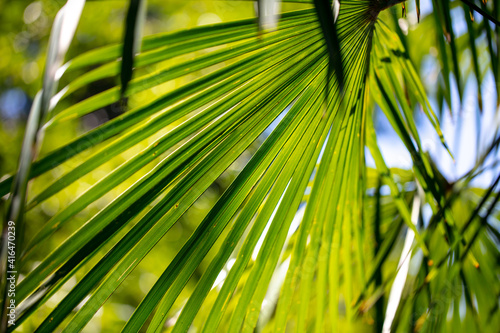 Green leaves on a palm tree as a background.